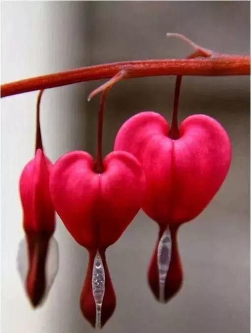 太太太漂亮了，绝对没有见过，发到群里，朋友们会爱死你的！