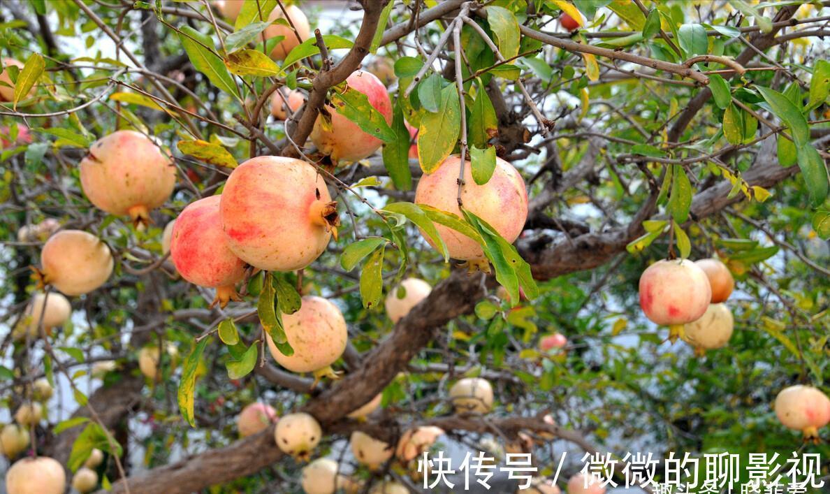 7种“旺宅树”,家有空地建议种一棵,能吃好看,旺财添福寓意好