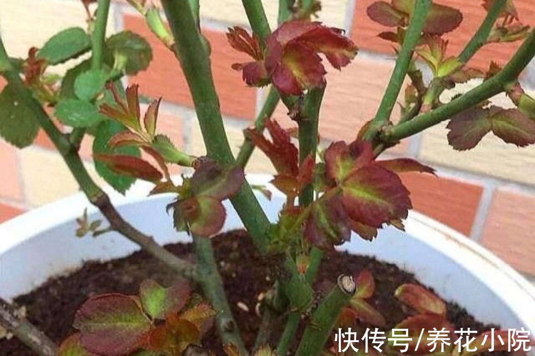 四种花,春天别忘“修剪”,新枝长得壮,孕蕾开花多