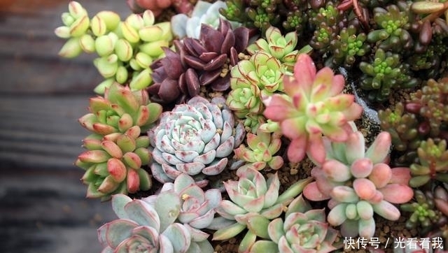 多肉界的性感之星——小红嘴,口吐小花萌到爆