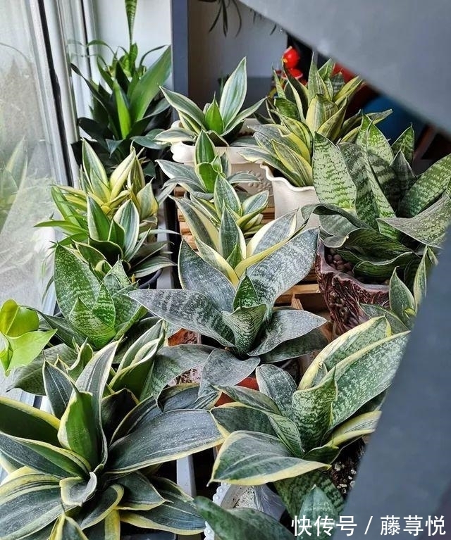 侧芽|冬天虎皮兰,正在“虚弱期”,注意3个要点,小芽一个接一个