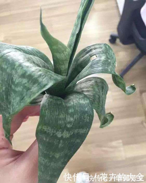 这些“娇气花”,冻坏也别扔,剪一刀,救一命