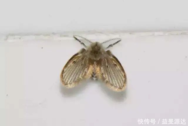 消灭飞蛾最好的方法