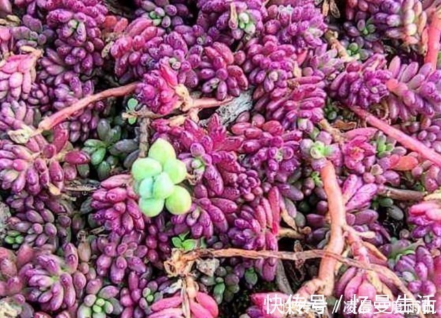 总觉得家里植物开花太少,可以试试这些花,开花量非常大