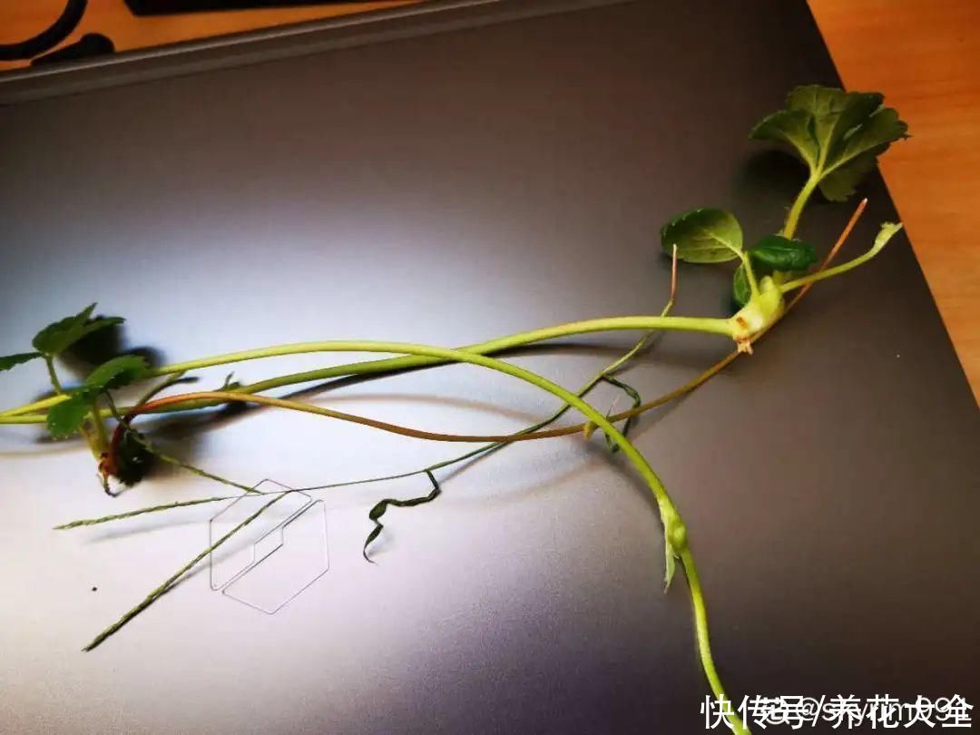 天竺葵|7种花养老桩不好，多扦插、养嫩苗，才能年年开花