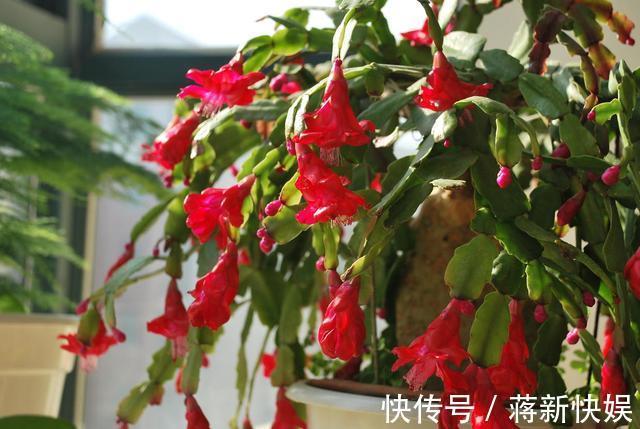 蟹爪兰开败了,“肥料”一定要给足,叶子厚实有力,下次开花变多