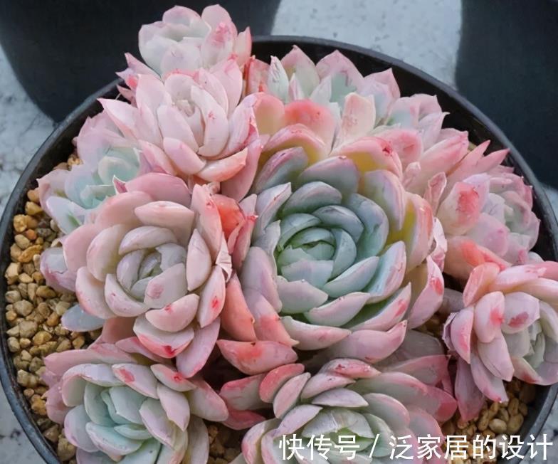 多肉|这5款多肉一点都不输花卉,勺状叶排序如娇花,还能散发出幽香