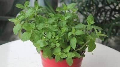 这几种植物在家非常好养还能炒着吃，真是太棒了！知道什么植物吗