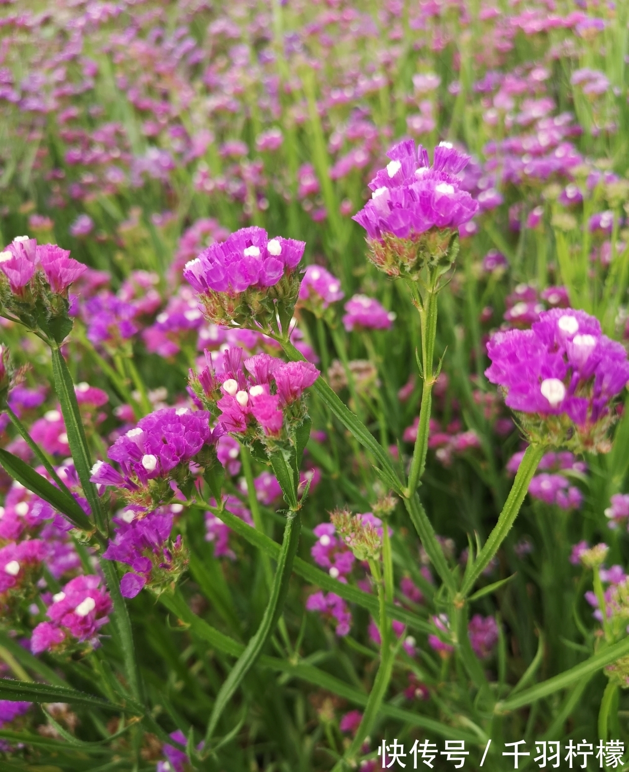 轻风摇曳度清秋 勿忘浓情爱长留 全网搜 轻风摇曳度清秋 勿忘浓情爱长留 全网搜