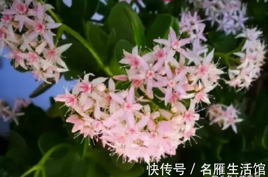 客厅见树,家业稳固!适合客厅养的五种树,大气美观,幸福感倍增