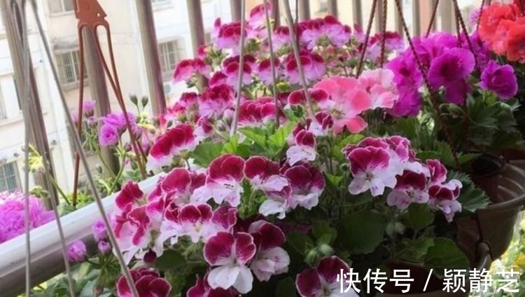 种花人|养花试试这几款,花开繁盛,浇水就疯长,给点阳花就灿烂