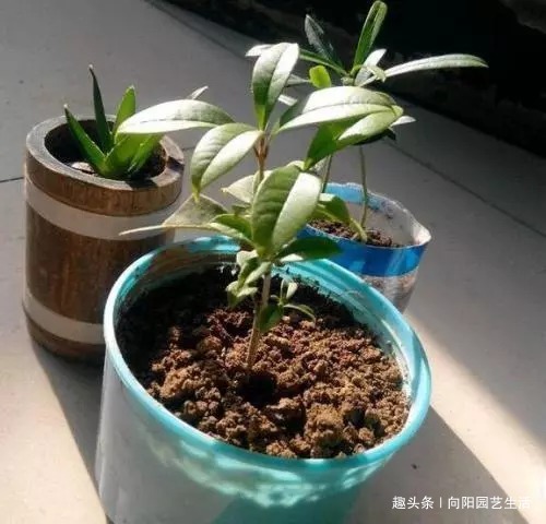 桂花如何扦插剪下几根枝条，沾点“白酒”，7天长出大白根
