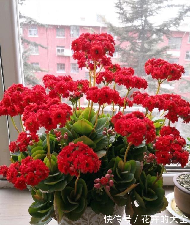 7种适合养在窗台上的花，不但花期长，开花漂亮还都超好养