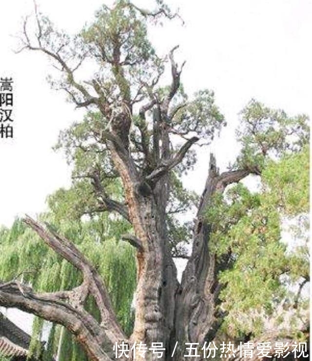 乾隆|刘岩:当年17万骗“乾隆真迹”,转手卖8700万,后来怎样?