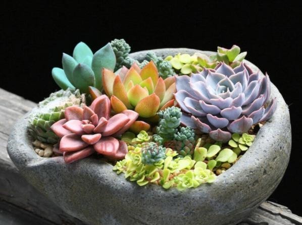 新手|3种花盆遇到带回家,养护多肉事半功倍,新手也能养出好状态