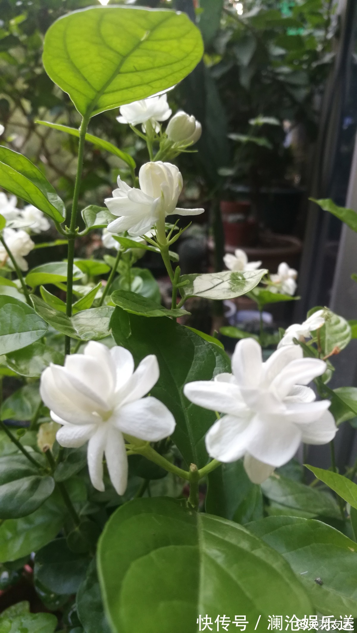 修剪|一剪子下去,茉莉花越冒越多止不住,半月长势顶别人一年的!