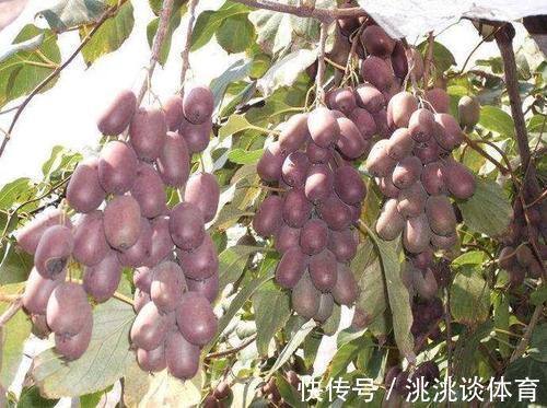 月季花|家里院子别光养月季花，种上3棵果树，添子添福，还能随手摘果子