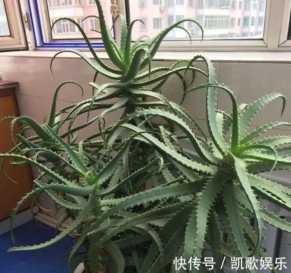 浇水|10年芦荟老桩,做成盆景超级好看,观赏价值特别高