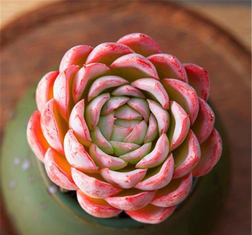 开春多肉出现3个迹象，及时做这件事，生长迅速养成肉墩子！