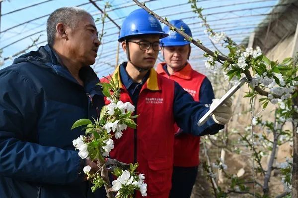 国网伊犁伊河供电公司：十年守护“樱桃梦”