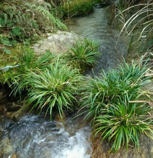 根茎|1种生在水边的“野草”，人们视而不见，却是珍贵的“中草药”