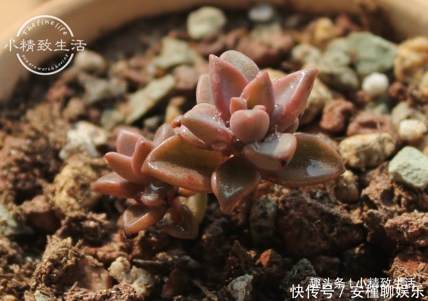 生根|多肉叶插出芽后,遵循“4字”原则,安全过渡,保命为主