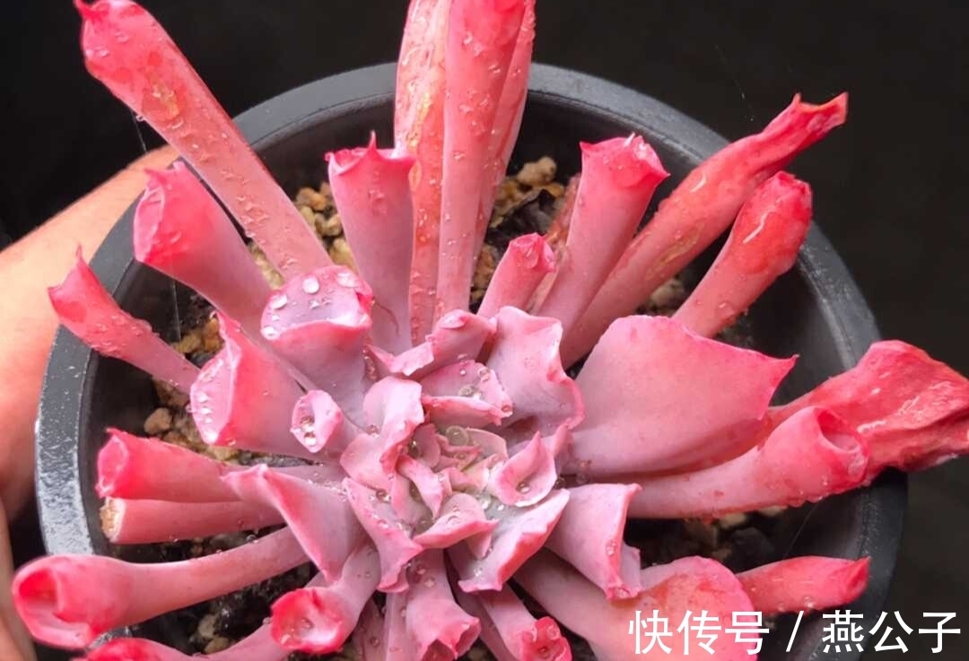 命名|2款以外形命名的多肉,都是非常冷门的品种,曾经可是大贵货