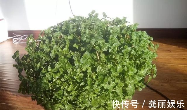 吊兰|黄叶快死的五种花卉,狠狠给它剪秃了,过几天呼呼长出一大堆