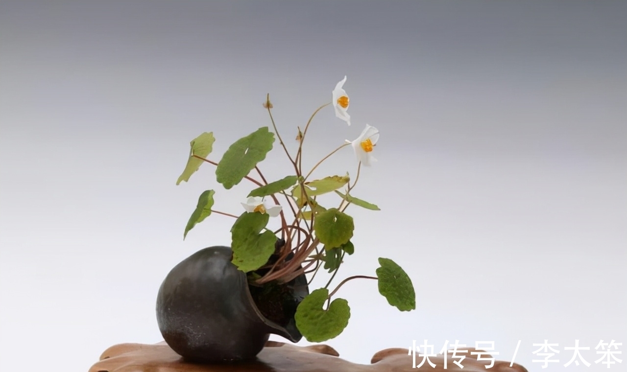 这13种花好养易活,花期还很长,喜欢的话,试着养一盆吧