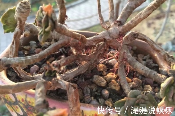 真伪|多肉老桩有真伪，3种“伪老桩”鉴别，揭开真面目，避免被忽悠
