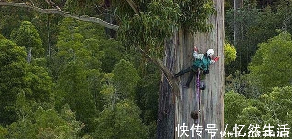 树木|它是世界上最高大的树，全身都是宝贝，然而国内不准种！