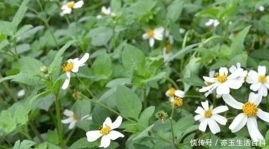 药用价值|农村人见人烦的一种野草,其实药用价值极高,炮制后可以降血压!