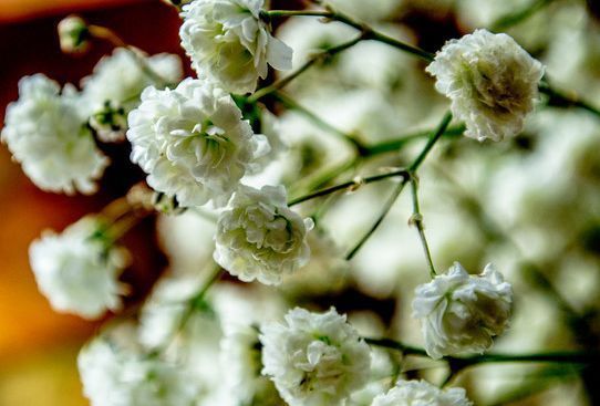 春天就养此款植物，丢到阳台，四季有花开，花香四溢飘满屋