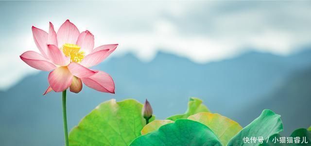 散文|让我们一起重温朱自清《荷塘月色》原文,散文最服朱自清,美赞了