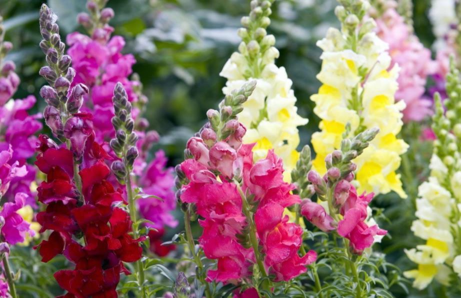 夏天养此款花卉，直接变成小花园，美丽鲜花，花开不断！