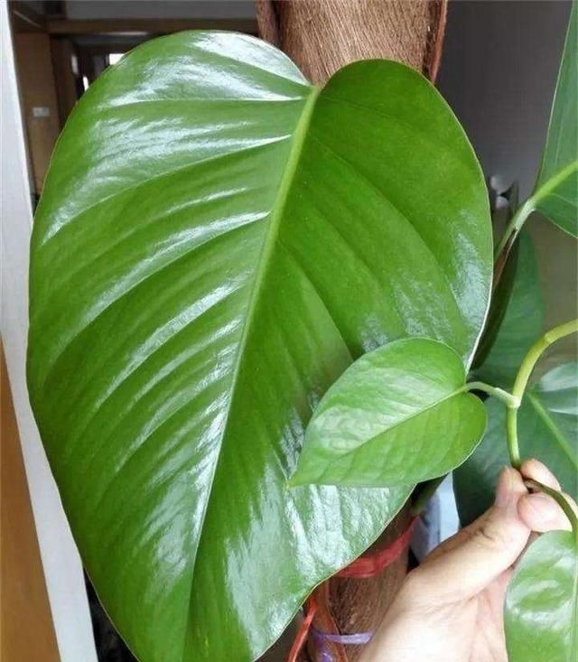 花肥不用多,一种就足够,花不了几块钱,养啥花旺啥花