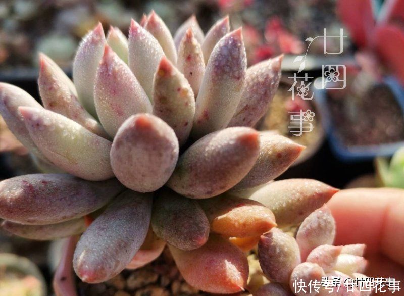 多肉植物|多肉度夏难,常见8种“死法”,积极预防管住手,别在夏天收空盆