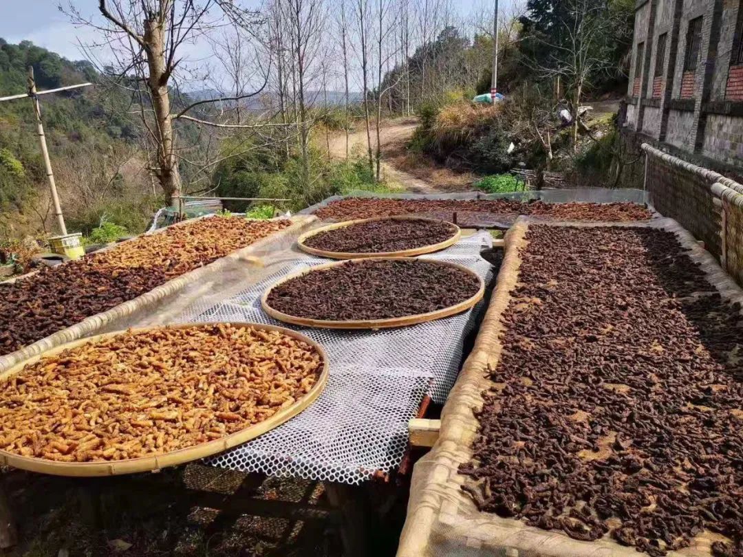  开幕|天台山首届黄精文化节开幕！