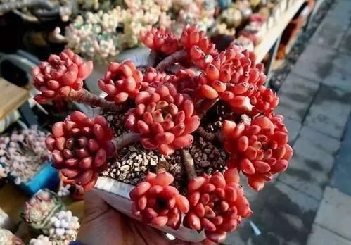 养了300天的红宝石，一盆全是红艳叶子，花盆都装不下