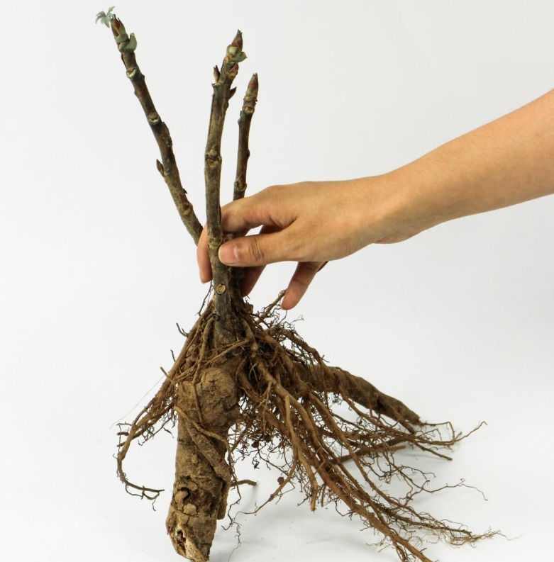 品种|这花只能秋天养，埋土里就活，晚了再等一整年！