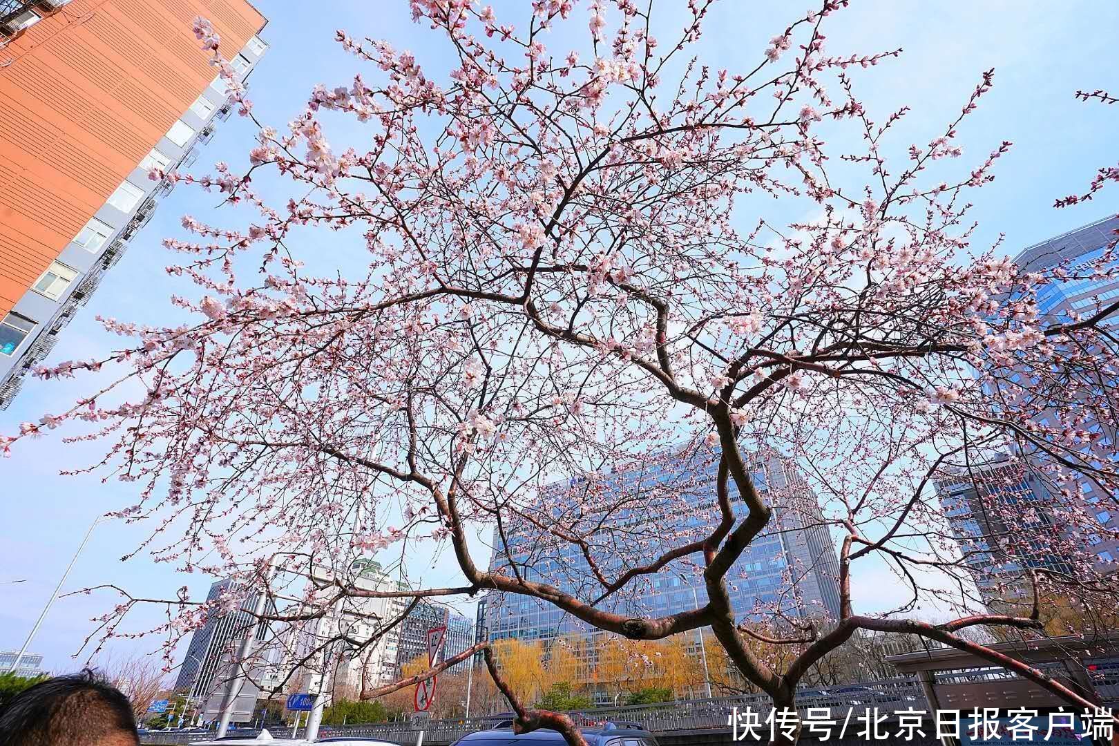 中薪|北京：雨后却斜阳，山桃向春光，市民纷纷驻足拍美景