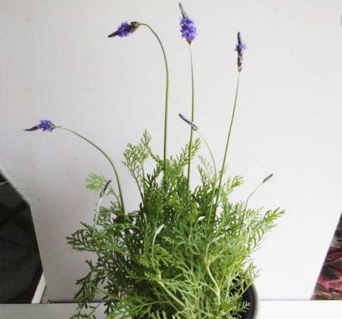 这4种植物是“蚊子克星”,随便在卧室摆一盆,夏天“不用愁”