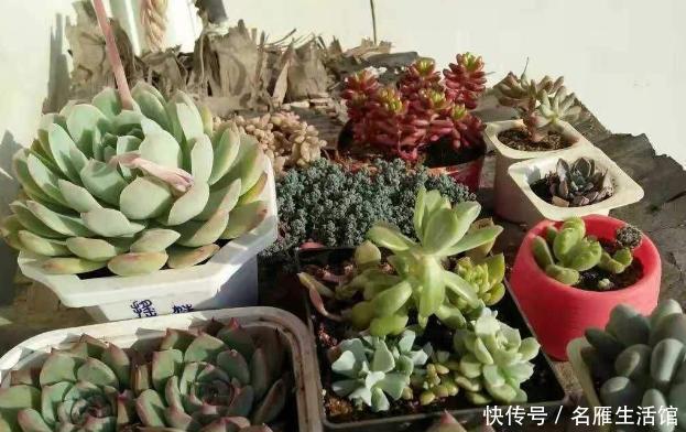 盆死|多肉养1盆死1盆?记住这4条规则就能一个劲地长,又肥又漂亮