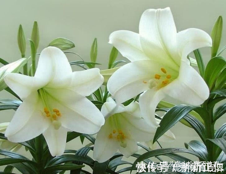 杜鹃花|几种花养家里，特别旺运，超级漂亮还旺运，满屋都是香气