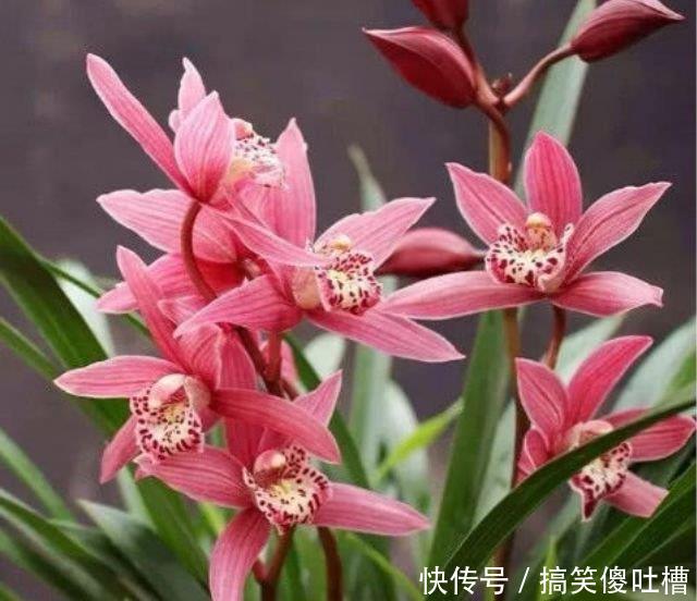 花期|最适合养的“4种花”,生长快,开花多,五彩缤纷,漂亮无比!