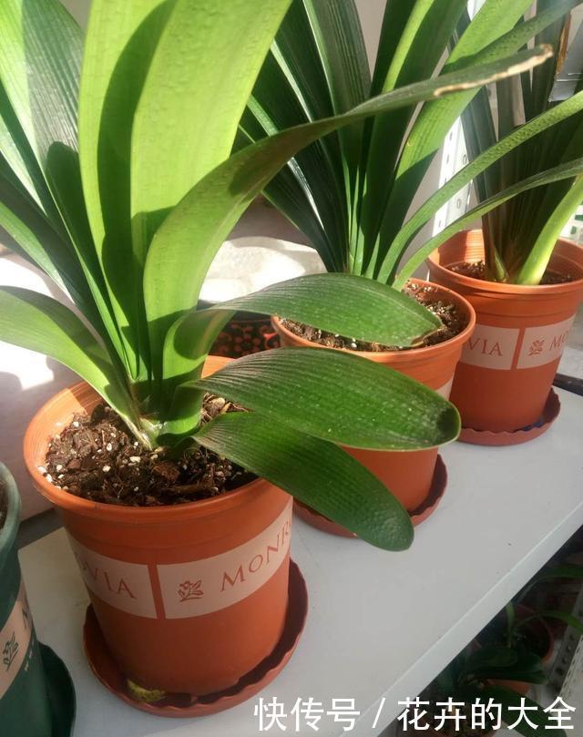 满盆冒花箭|养君子兰趁现在,多做2件事,长成大白菜,满盆冒花箭