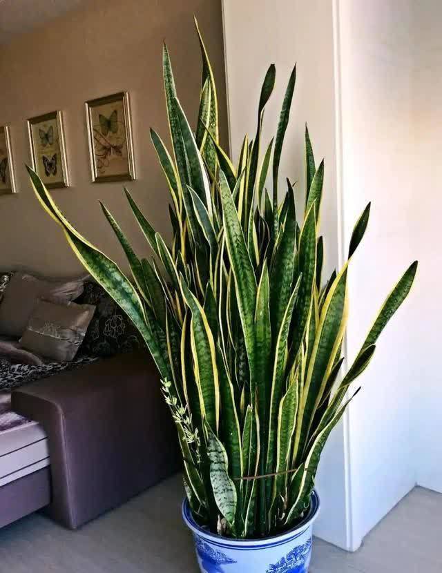 20种吉利大盆栽,客厅放一盆,吸收废气去异味,寓意好更养人