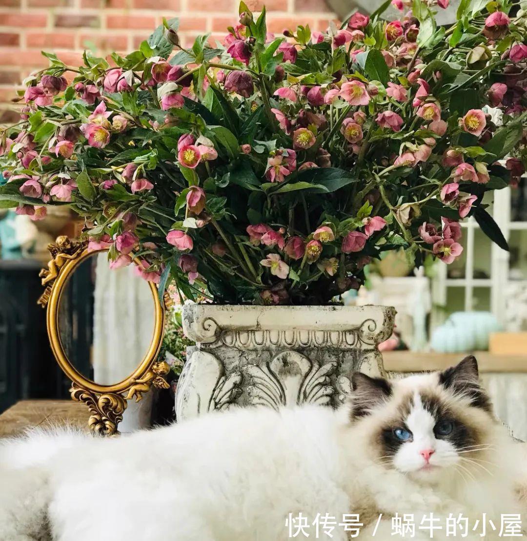 名字土掉渣、开花却很漂亮的8种花,你家养过几种?