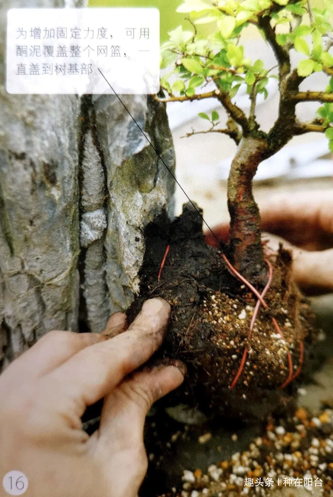网篮|山水盆景不是非“水”不可，看山石与树木如何演绎一道山水盆景！