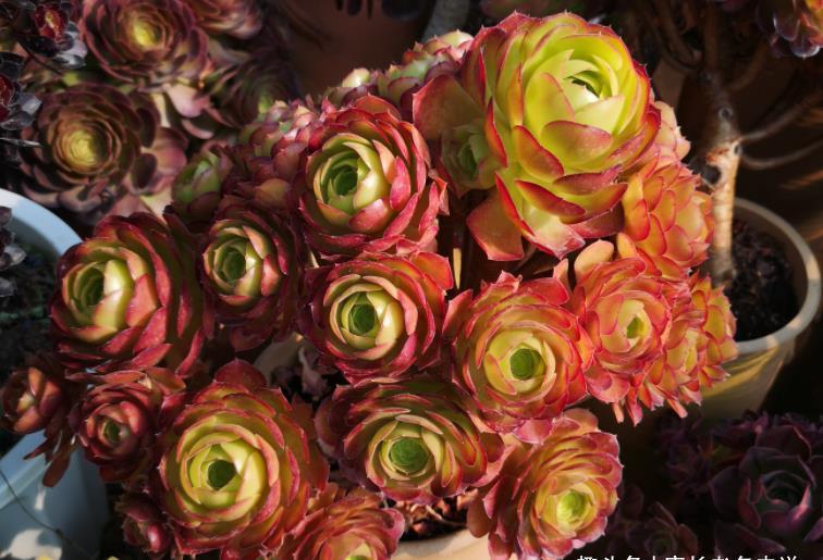 酒红色|多肉荷兰玫瑰法师和韶秀法师都能长成玫瑰状,你喜欢哪个品种呢?